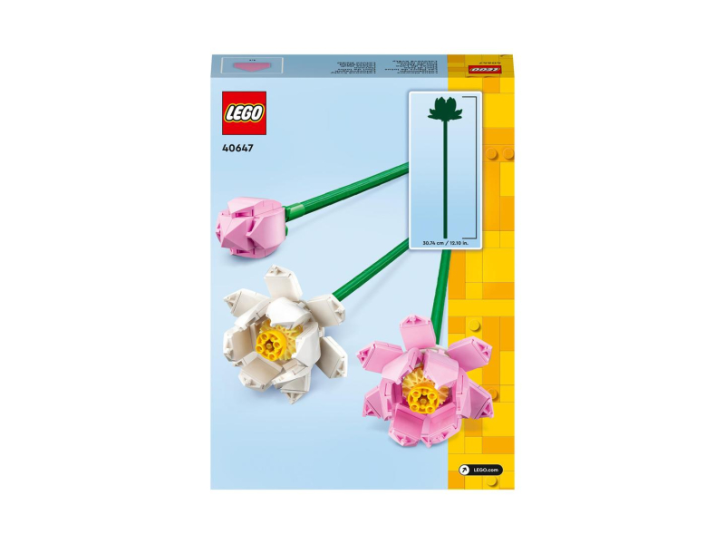2 Lotusblüten in voller Blüte & 1 Knospe