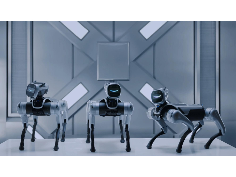 Magiclab Magicdog Edu